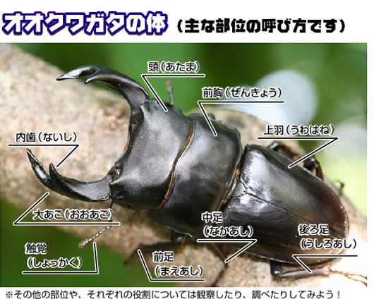 オオクワガタの体
