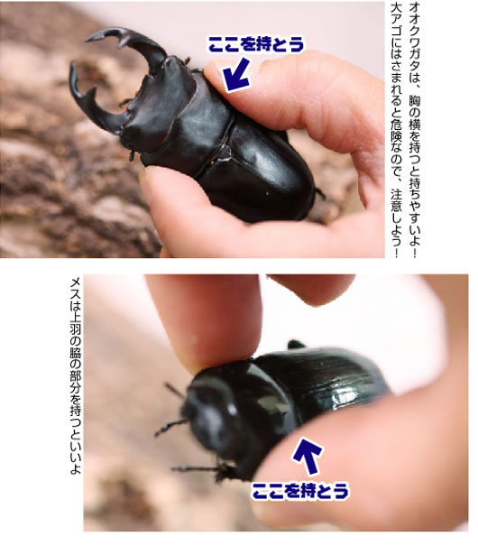 オオクワガタを実際に持ってみよう!