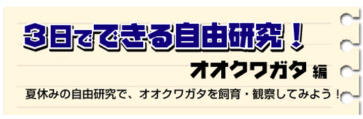 3日でできる夏休み自由研究 オオクワガタ編