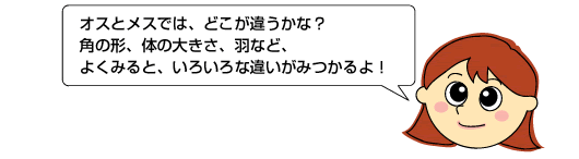 オスとメスでは、どこが違うかな？
