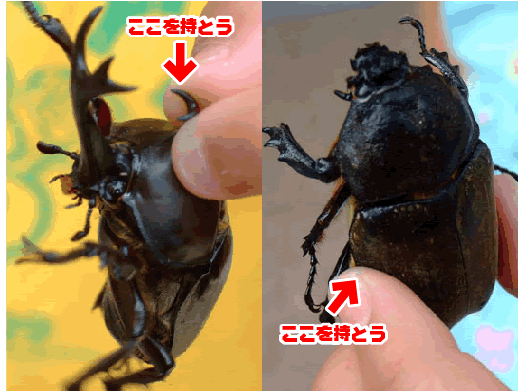 カブトムシを実際に持ってみよう！