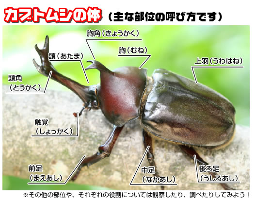カブトムシの一生カブトムシの一生