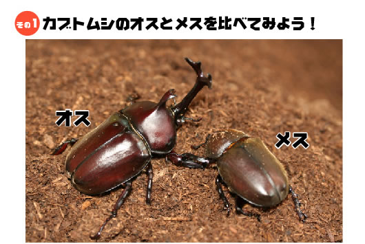 カブトムシのオスとメスを比べてみよう！