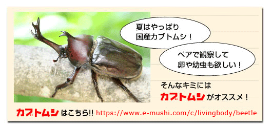 クワガタもいいけどカブトムシが好き!