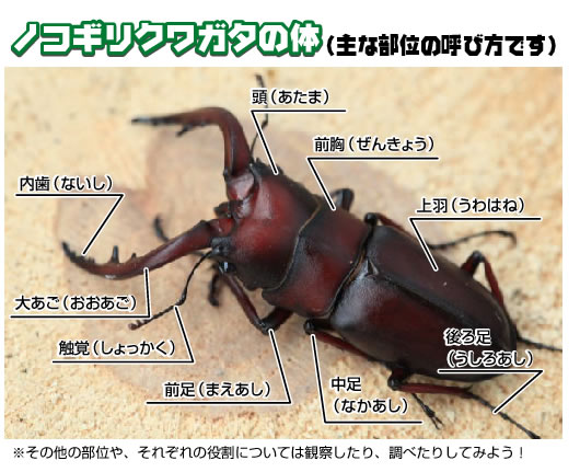 ノコギリクワガタの体