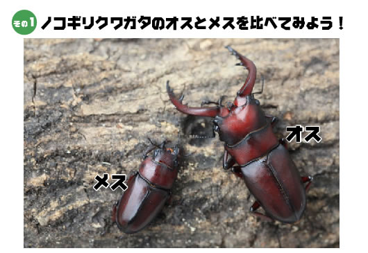 ノコギリクワガタのオスとメスを比べてみよう！