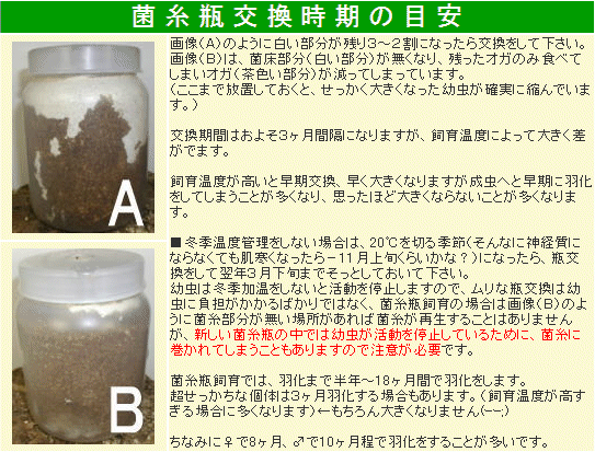 菌糸瓶の交換時期の目安