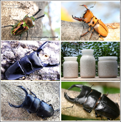 特別価格】各種クワガタ幼虫+タイプG菌糸瓶セット