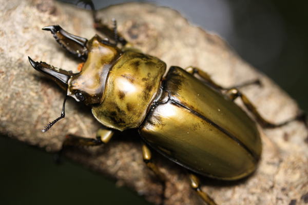 ローゼンベルグオウゴンオニクワガタ☆アウトレット☆