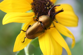 パプアキンイロクワガタ