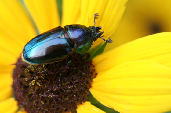 パプアキンイロクワガタ
