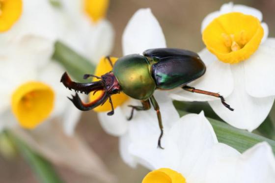 パプアキンイロクワガタ