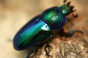 パプアキンイロクワガタ