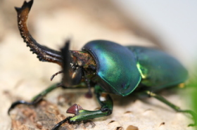 パプアキンイロクワガタ