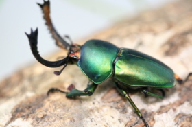 パプアキンイロクワガタ