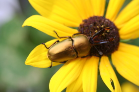 パプアキンイロクワガタ