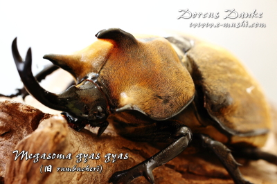 ゾウカブト｜ドルクスダンケ