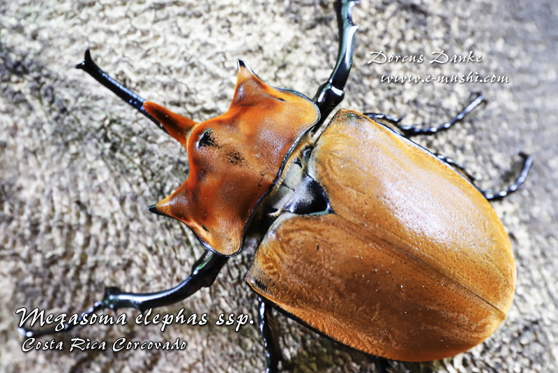 コスタリカ産エレファスゾウカブト