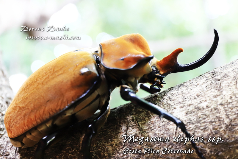 コスタリカ産エレファスゾウカブト｜ドルクスダンケ