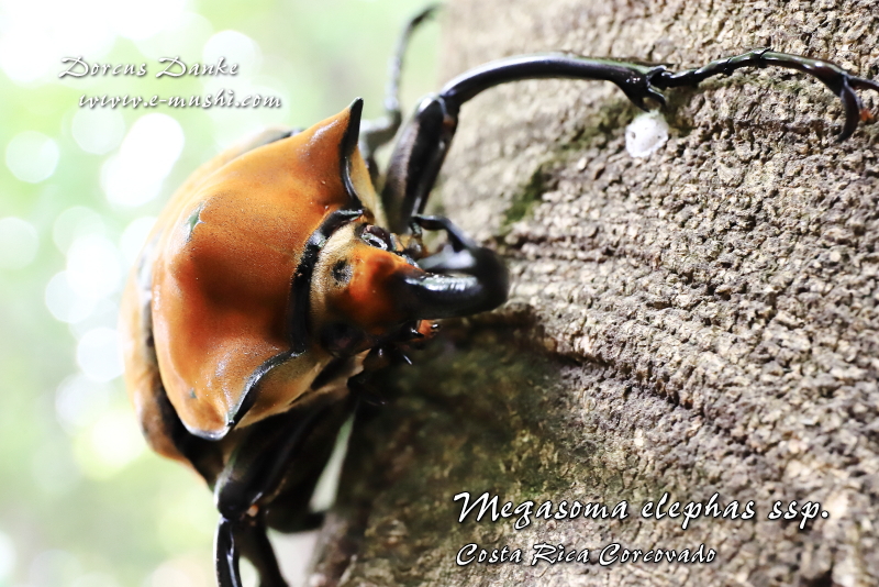 コスタリカ産エレファスゾウカブト