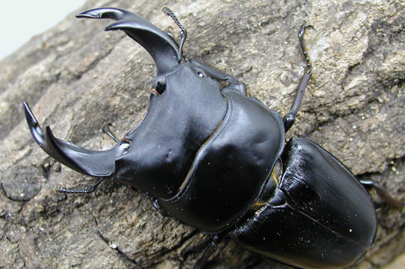 夏休み自由研究応援企画！３日でできる夏休み自由研究（オオクワガタ編）