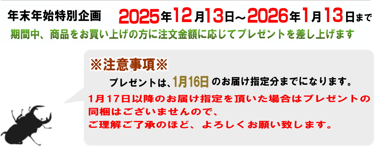 クワガタ カブトムシ 年末 年始 新春 特売 福袋 セール
