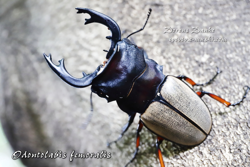 フェモラリスツヤクワガタ