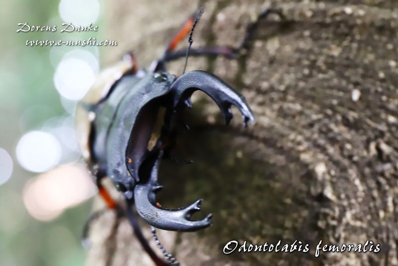 フェモラリスツヤクワガタ