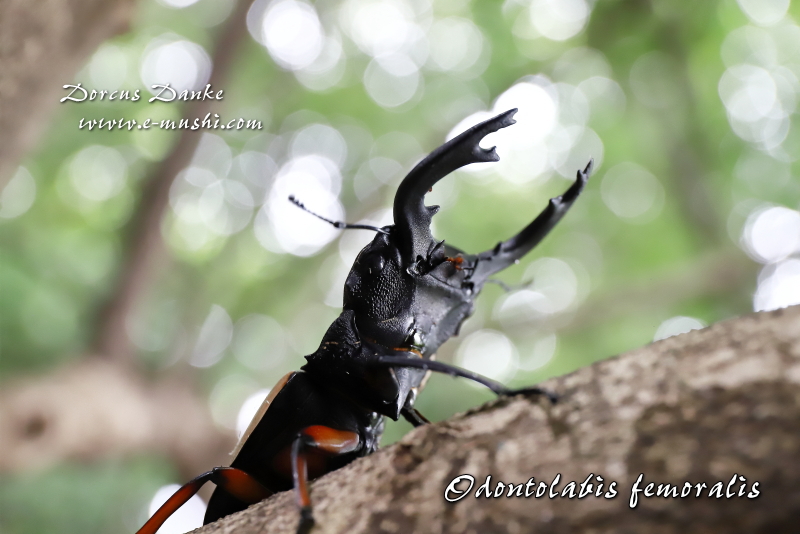 フェモラリスツヤクワガタ