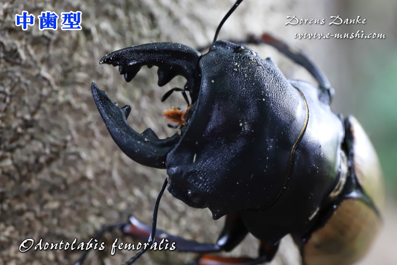 フェモラリスツヤクワガタ