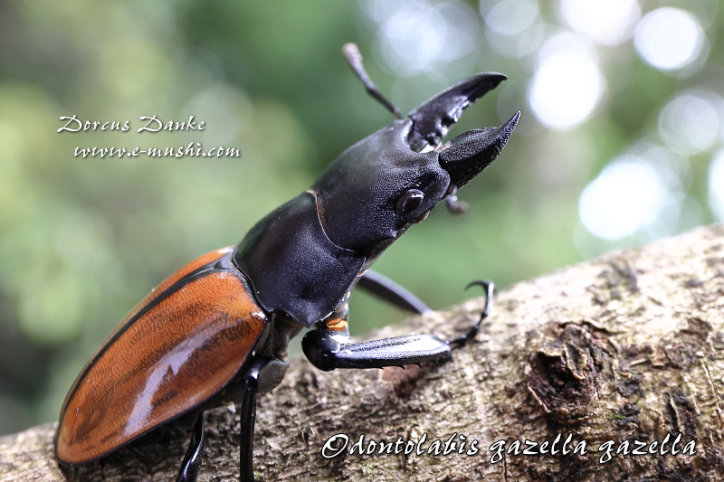 ガゼラツヤクワガタ