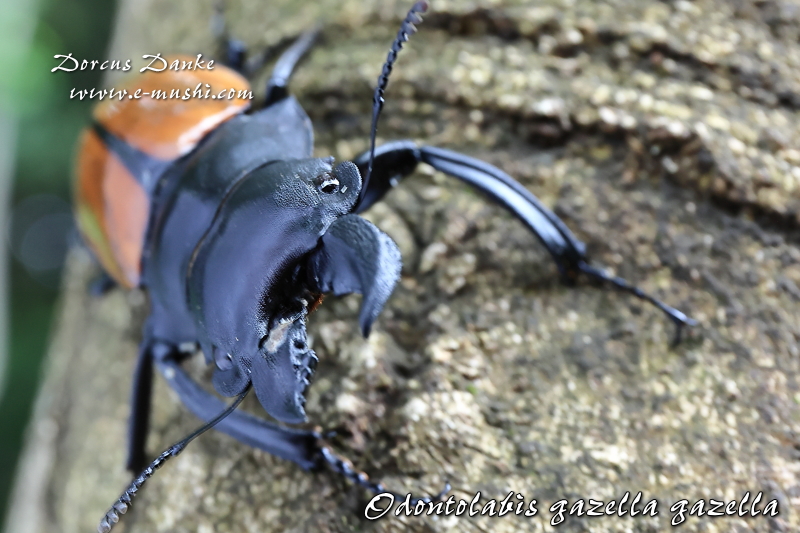 ガゼラツヤクワガタ