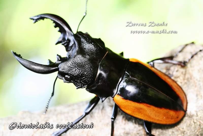 ワラストンツヤクワガタ