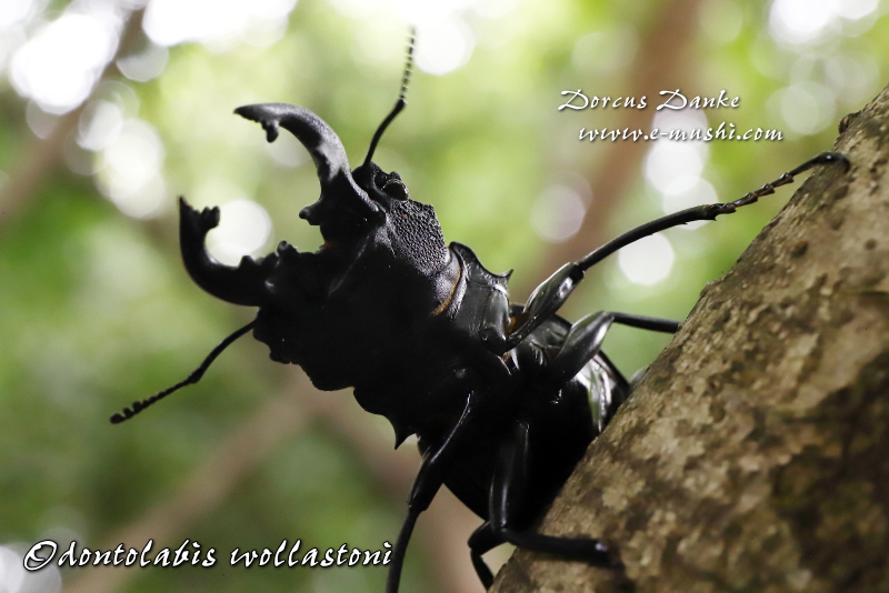 ワラストンツヤクワガタ