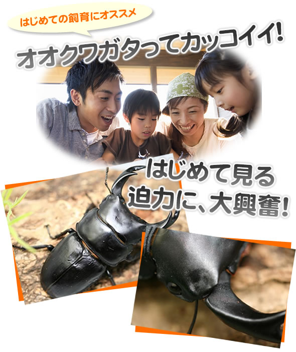 はじめての飼育におすすめ　国産オオクワガタ成虫