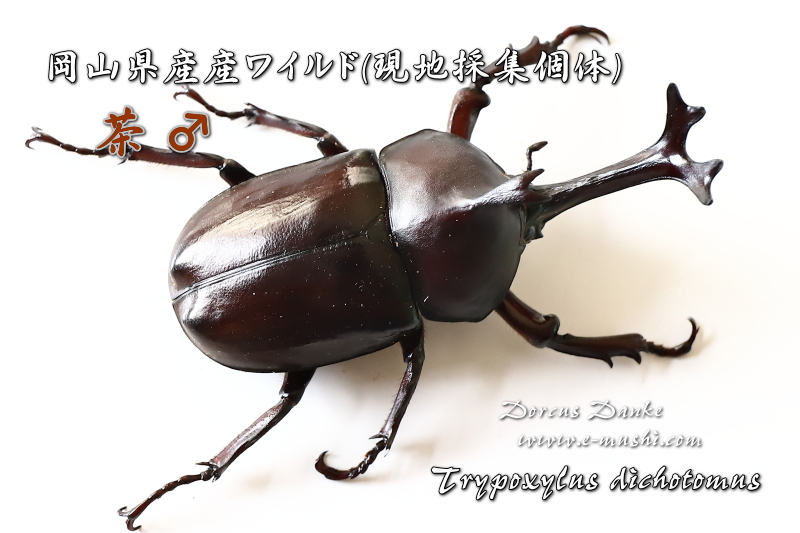 岡山県産(天然) 国産カブトムシ｜ドルクスダンケ