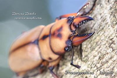 イソガイノコギリクワガタ_イメージ