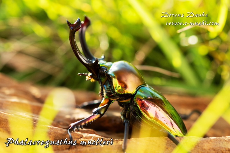 ニジイロクワガタ｜ドルクスダンケ