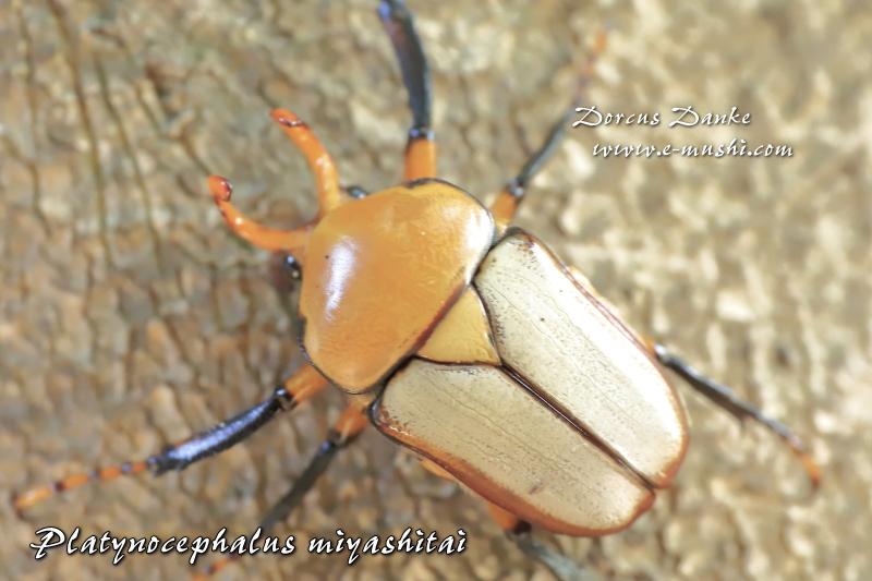 ミヤシタウスイロ(ツノ)カナブン