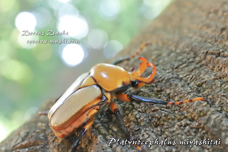 ミヤシタウスイロツノカナブン