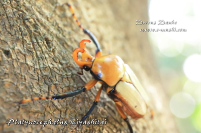 ミヤシタウスイロ(ツノ)カナブン