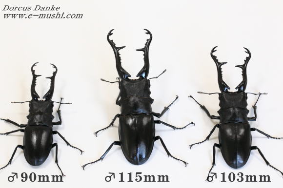 フローレス島産 ギラファノコギリクワガタ｜ドルクスダンケ