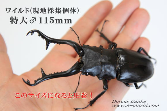 フローレス島産 ギラファノコギリクワガタ｜ドルクスダンケ