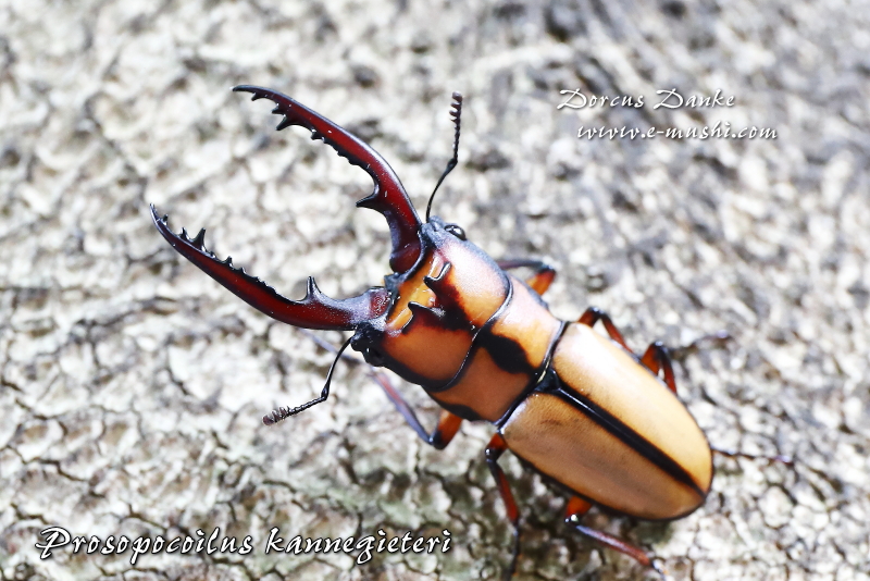 カネギエーテルノコギリクワガタ ★マレーシア