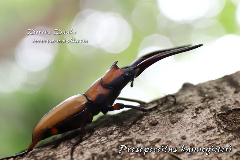 カネギエーテルノコギリクワガタ ★マレーシア