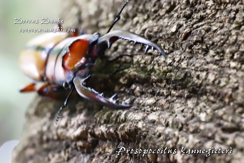 カネギエーテルノコギリクワガタ ★マレーシア