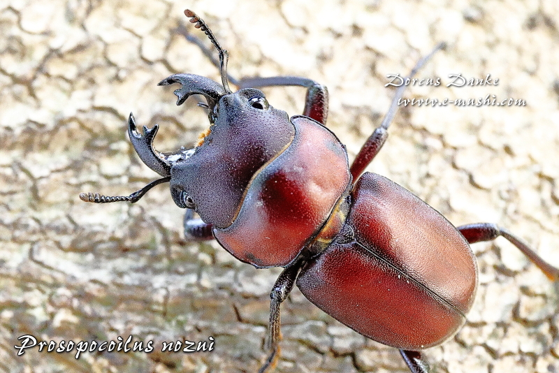 ノズノコギリクワガタの正対画像