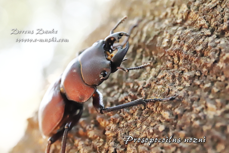 ノズノコギリクワガタの画像