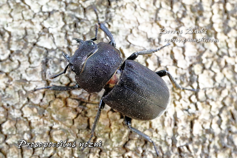 ノズノコギリ ♀(メス)の画像