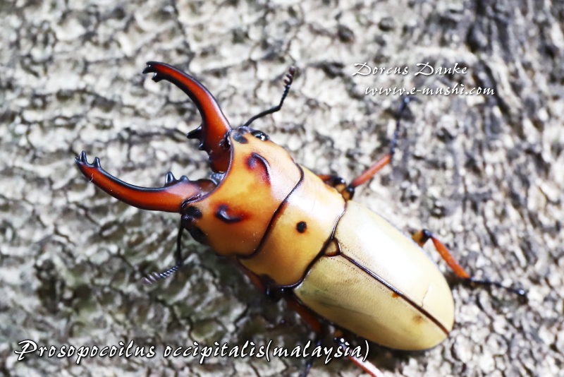 オキピタリスノコギリクワガタ マレーシア産